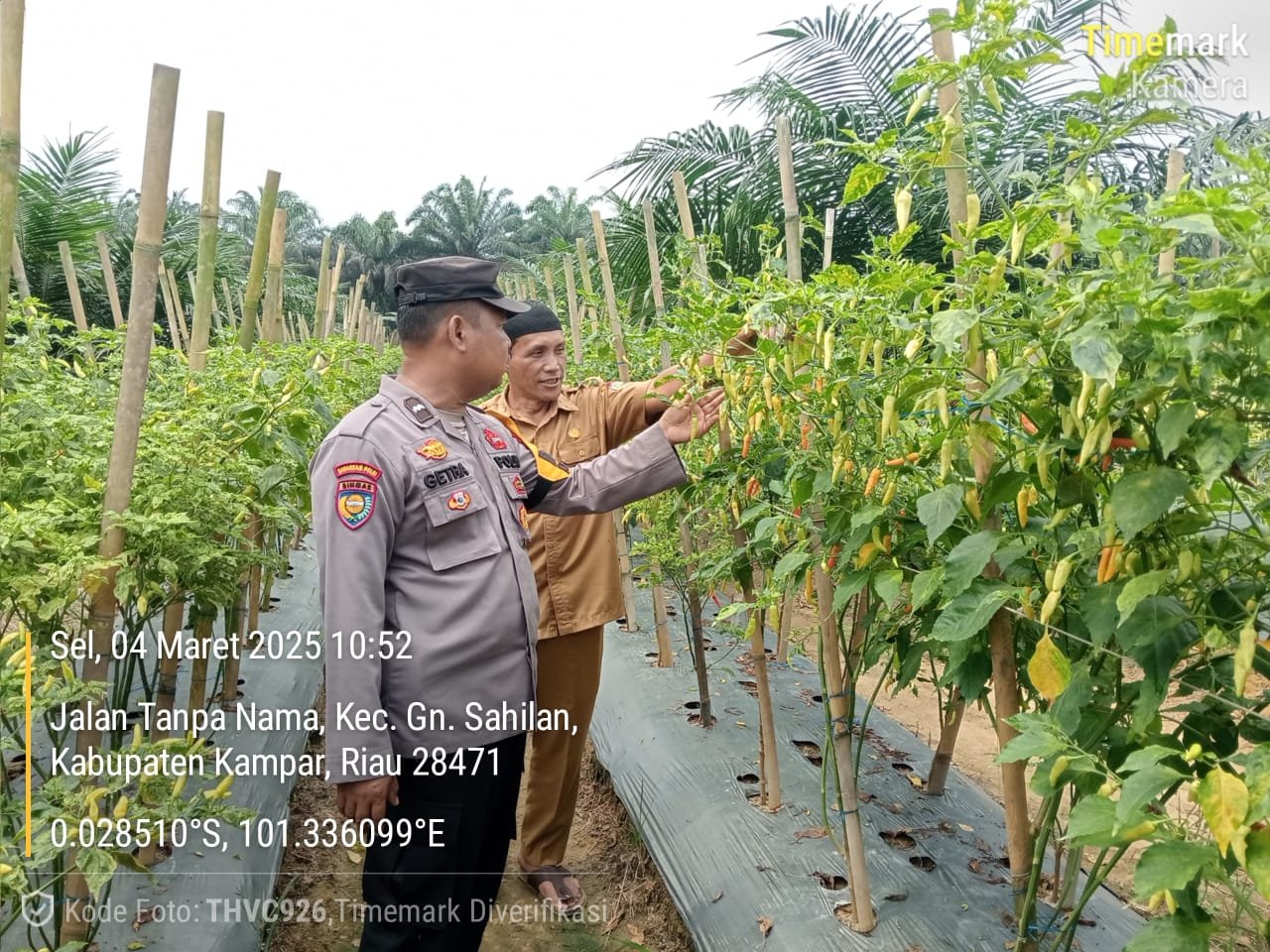 Bhabinkamtibmas Polsek Kampar Kiri Dorong Kemandirian Pangan, Tanam Cabe dan Terong di Pekarangan Warga!