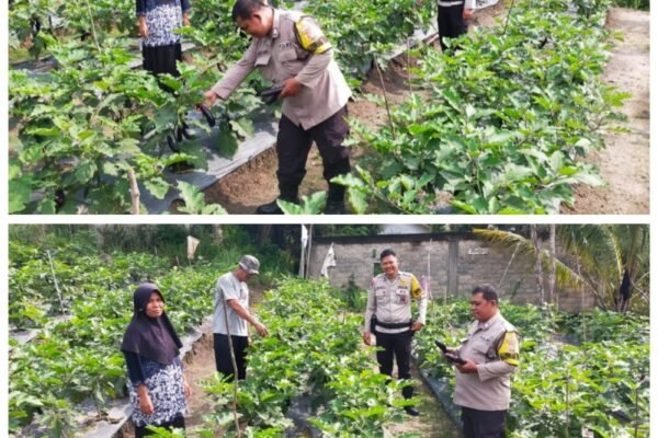 BABINKAMTIBMAS BANJAR XII DAN TELUK MEGA PANEN TERONG UNGU DALAM PROGRAM KETAHANAN PANGAN