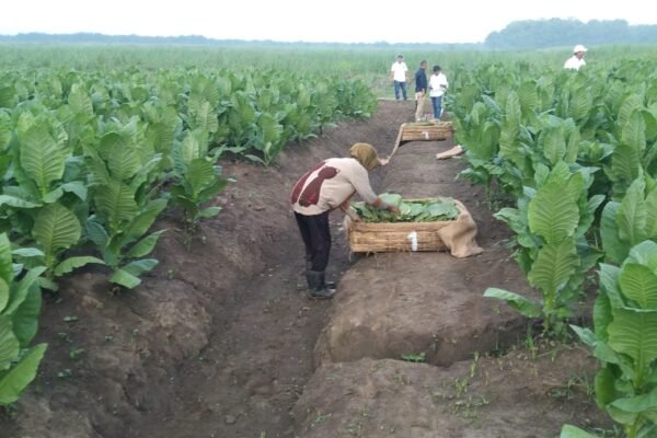 PTPN Cadangkan 500 Hektare Lahan untuk Hidupkan Kembali Kejayaan Tembakau Del